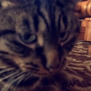 Meet your Posher, Lexi